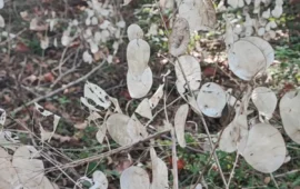 “Le monete del Papa”: avete mai visto questa pianta particolare che cresce anche in Sardegna?