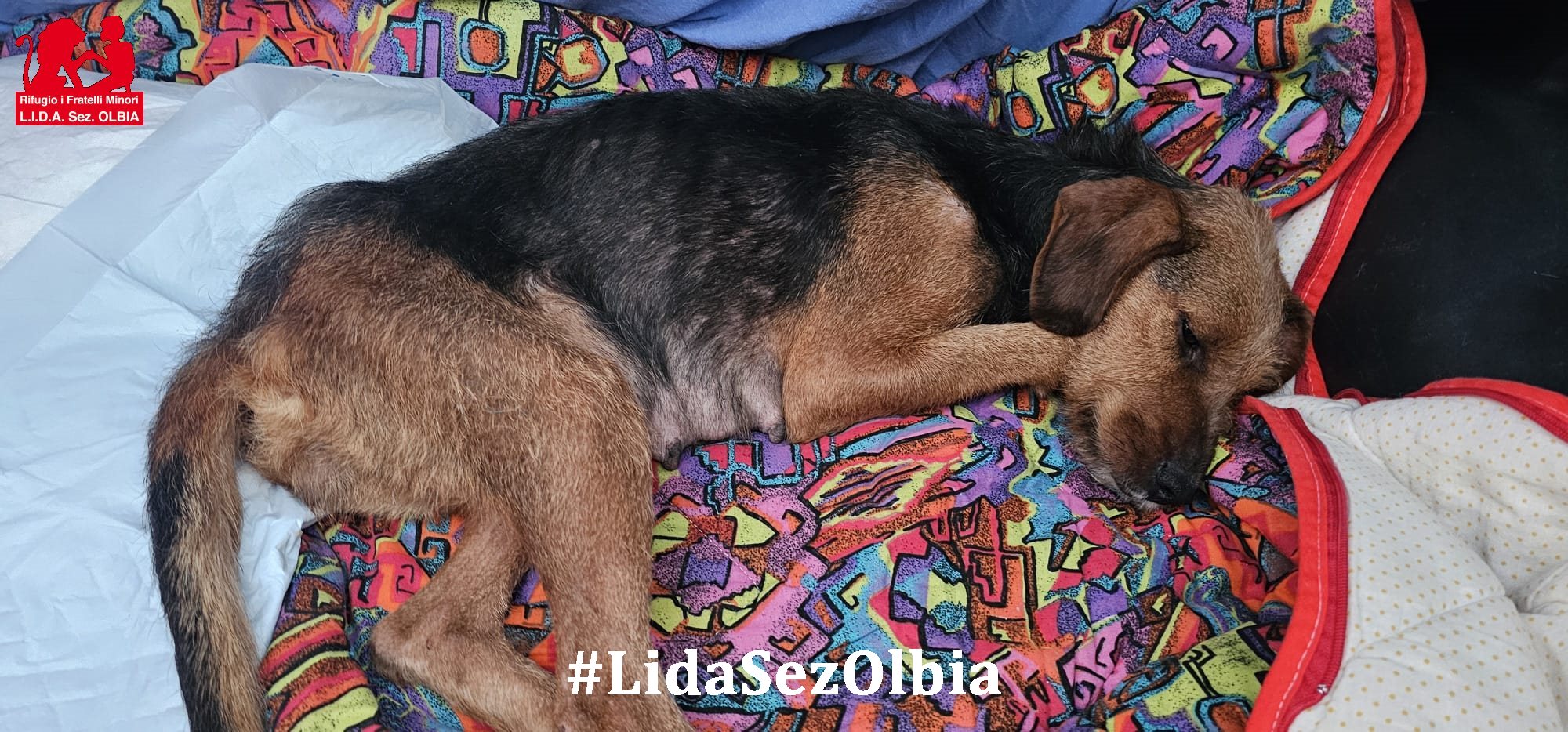 cagnetta da caccia abbandonata