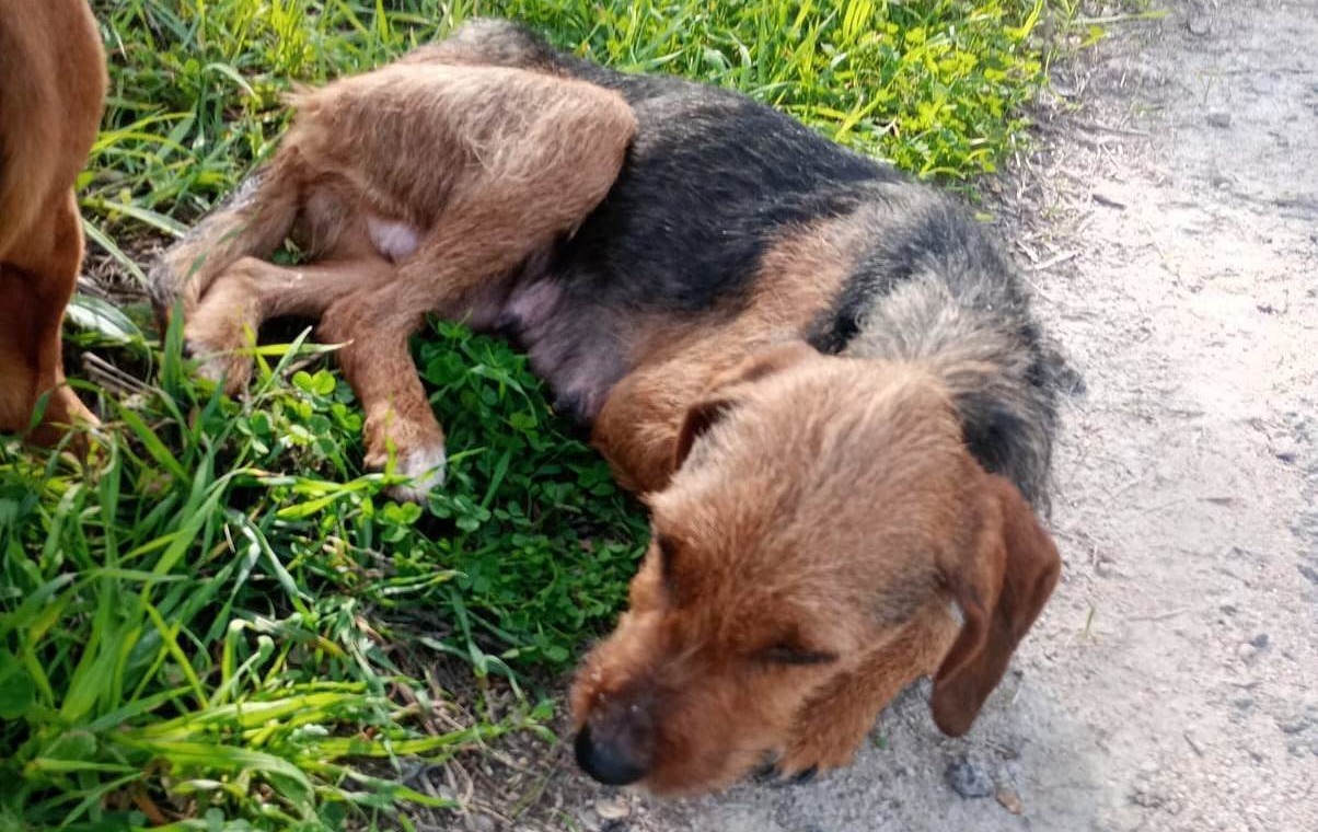 cagnetta da caccia abbandonata