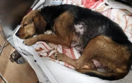 cagnetta da caccia abbandonata