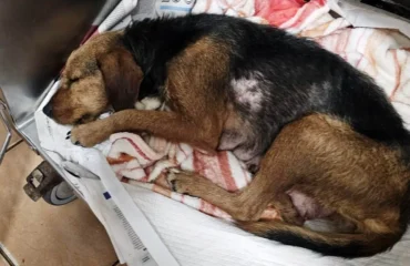 cagnetta da caccia abbandonata