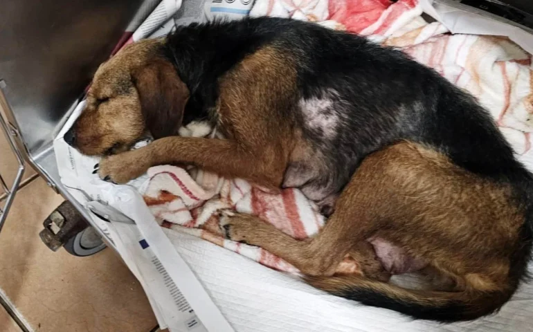 cagnetta da caccia abbandonata