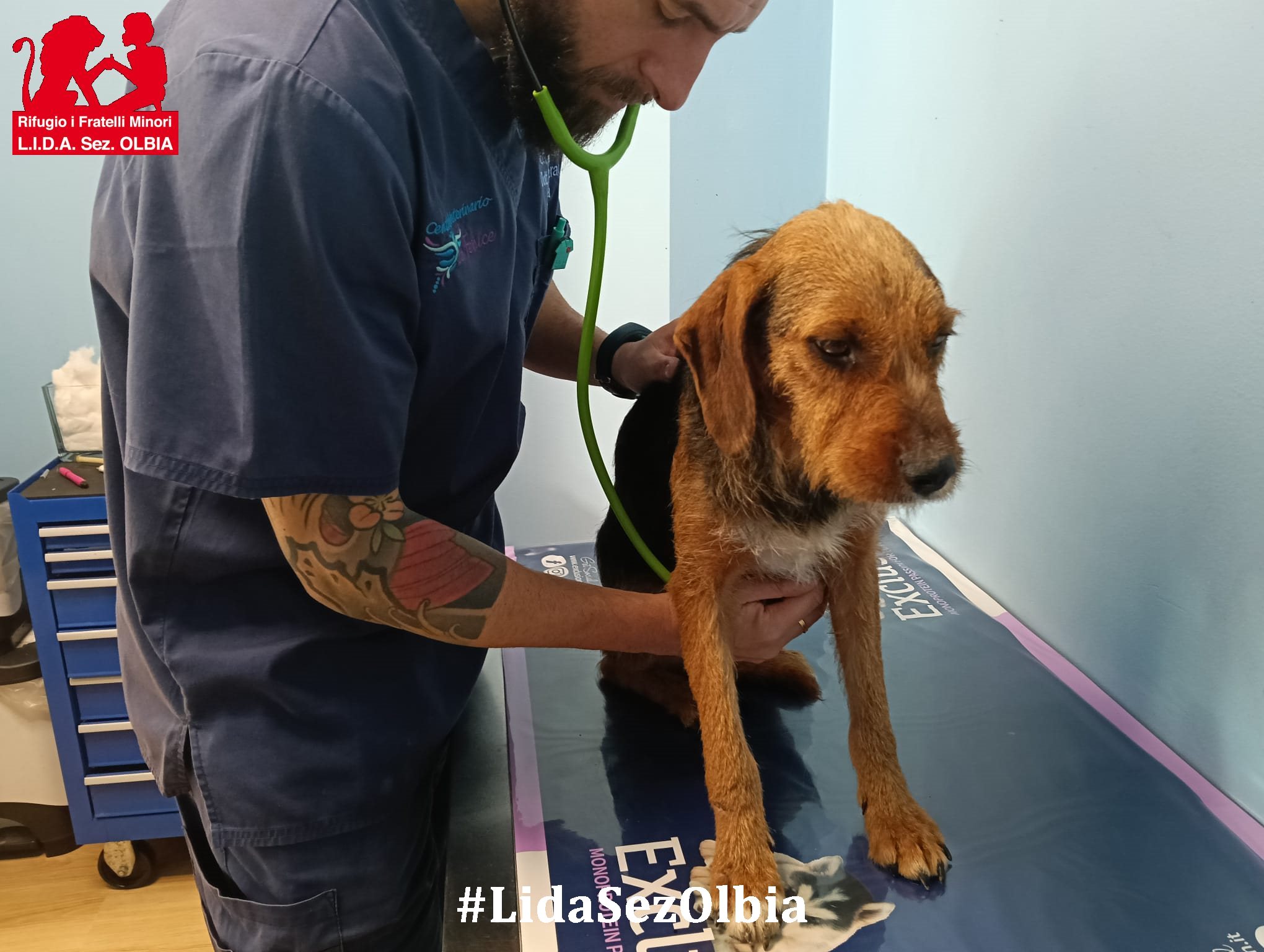 cagnetta da caccia abbandonata