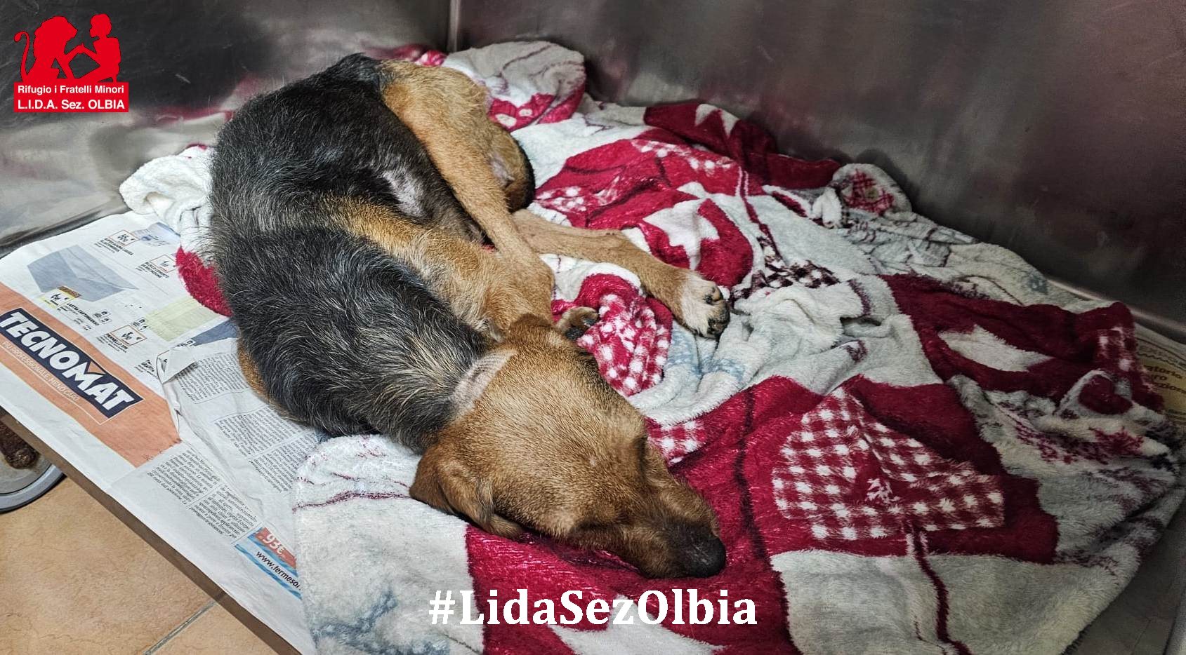 cagnetta da caccia abbandonata