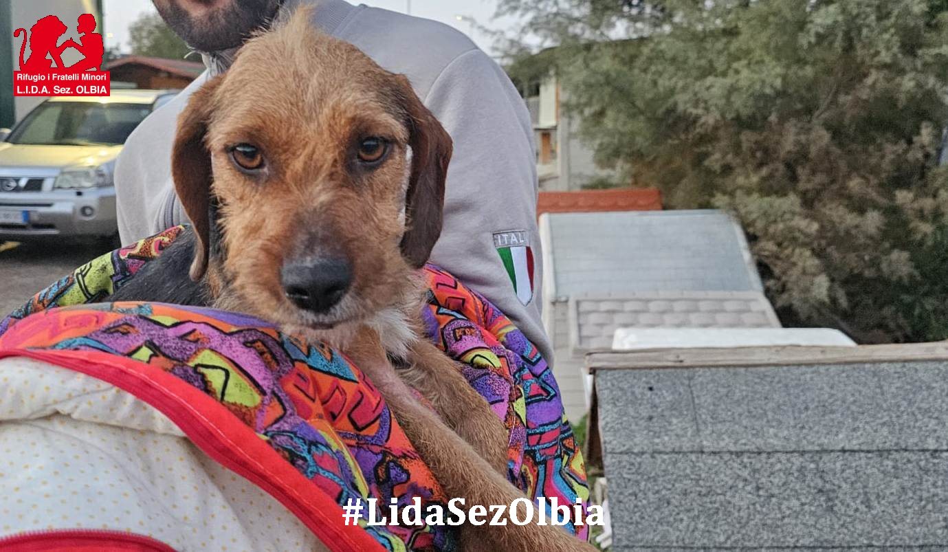 cagnetta da caccia abbandonata