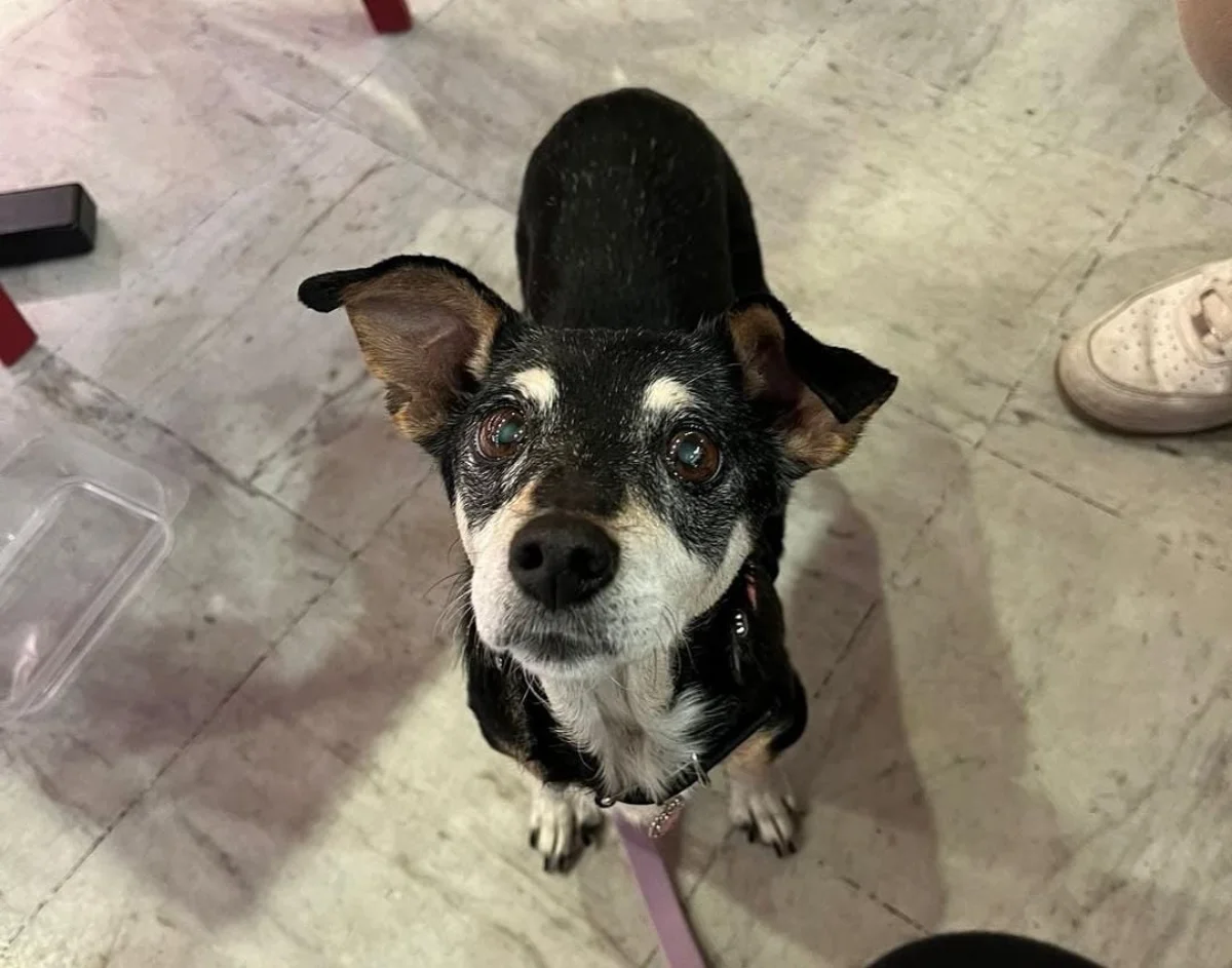 cagnetta anziana da adottare