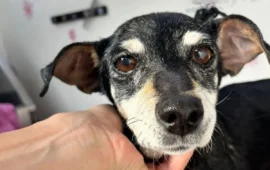 cagnetta anziana da adottare