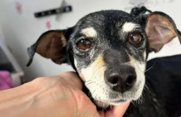 cagnetta anziana da adottare