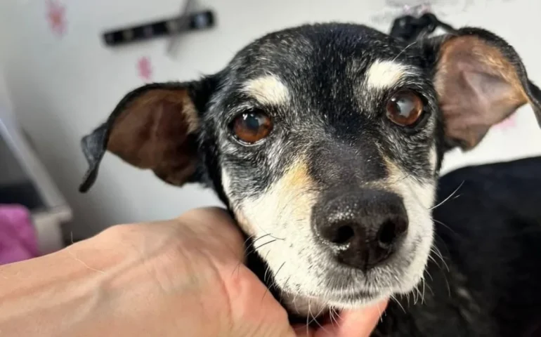 cagnetta anziana da adottare