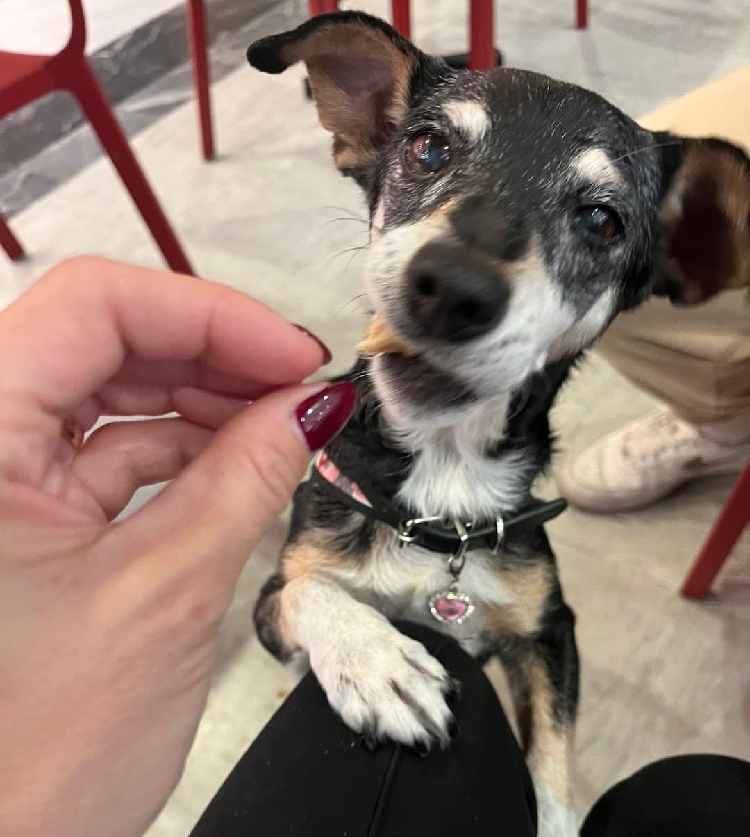 cagnetta anziana da adottare