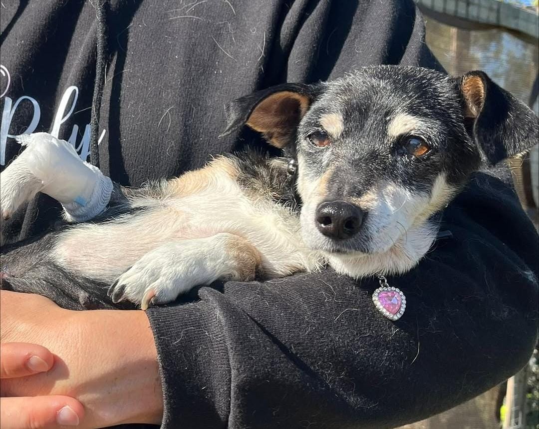 cagnetta anziana da adottare