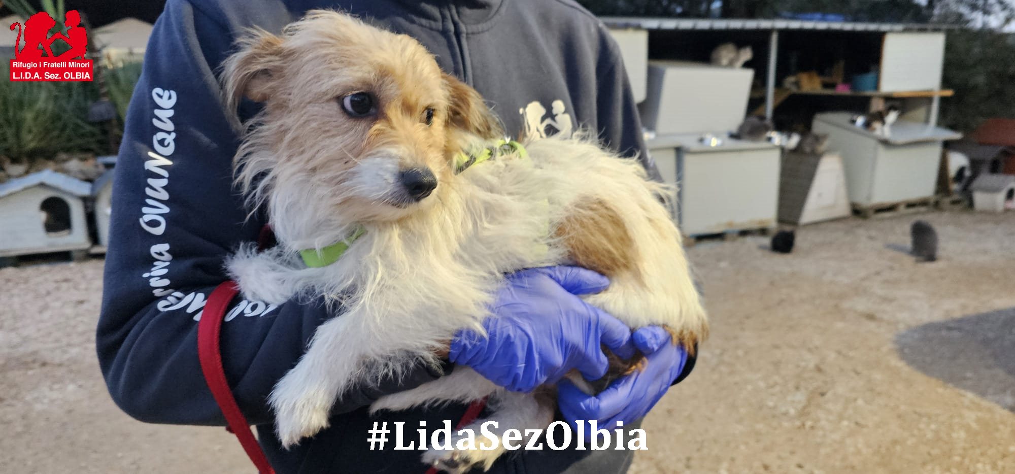 cagnolina abbandonata