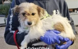 cagnolina abbandonata