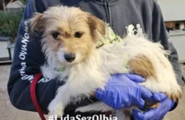 cagnolina abbandonata