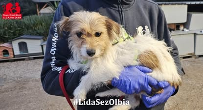 cagnolina abbandonata