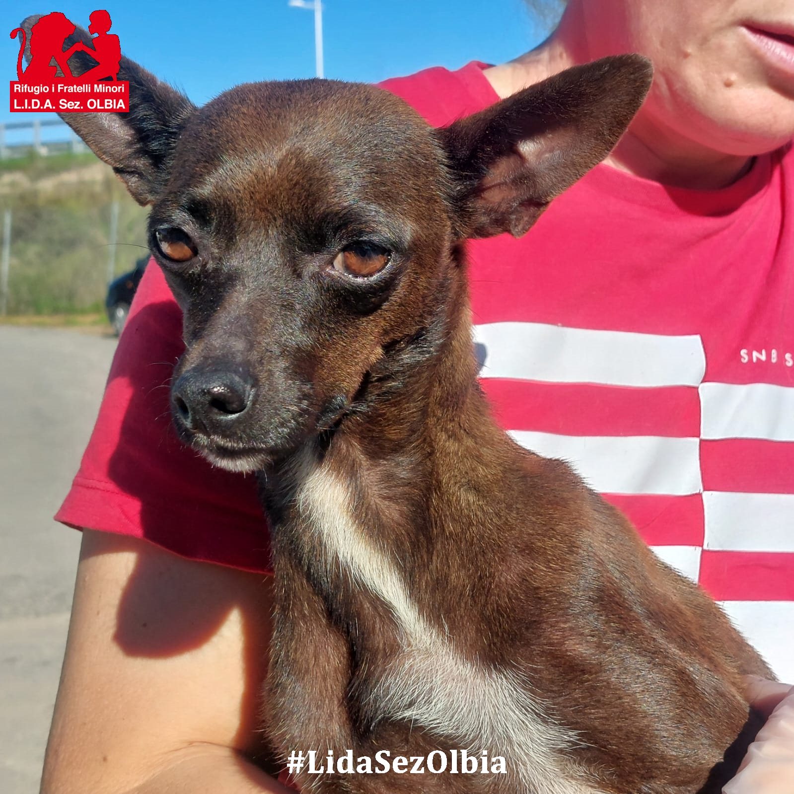giada, cagnolina coi moncherini