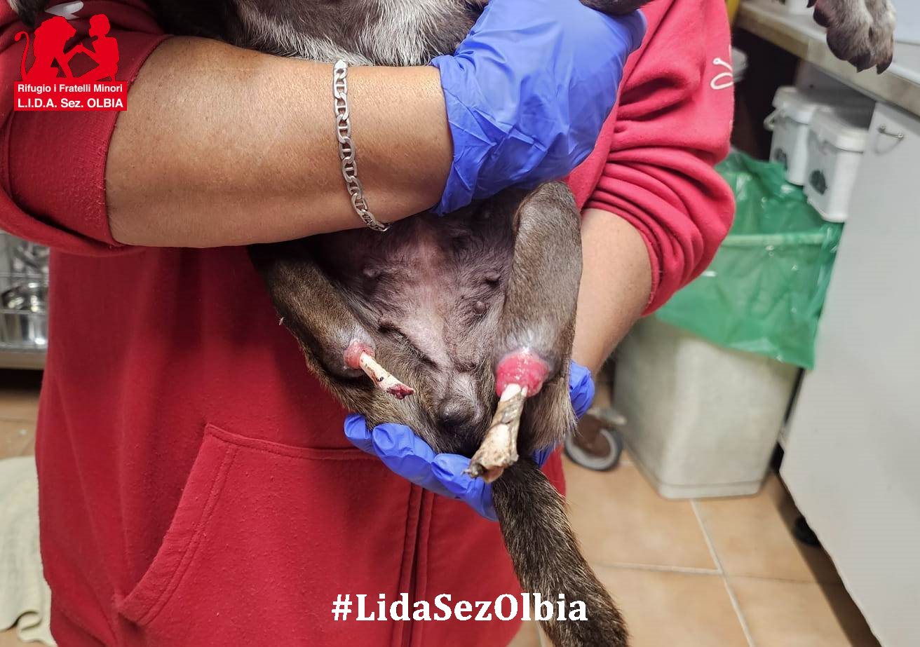 giada, cagnolina coi moncherini