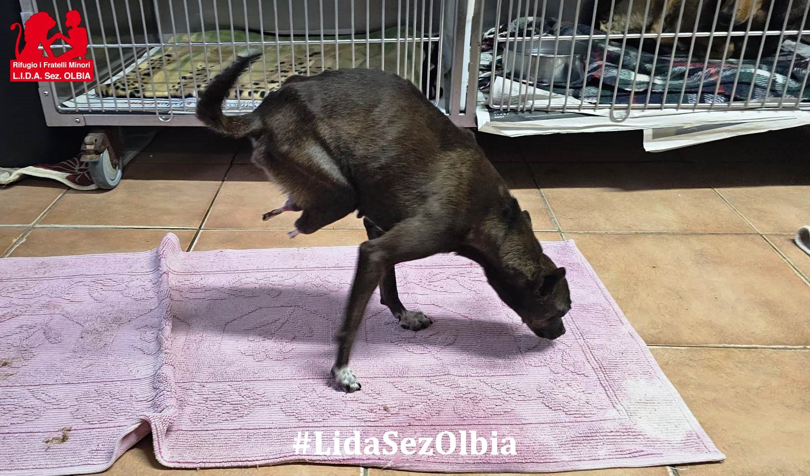 giada, cagnolina coi moncherini