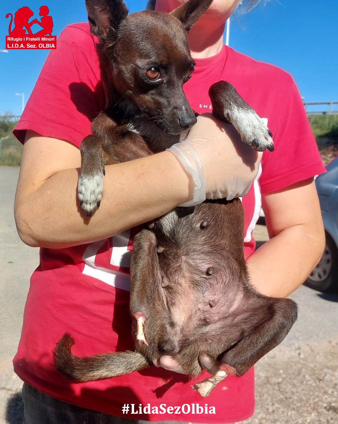 giada, cagnolina coi moncherini