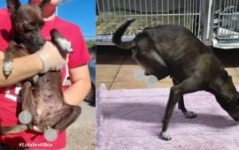 giada, cagnolina coi moncherini