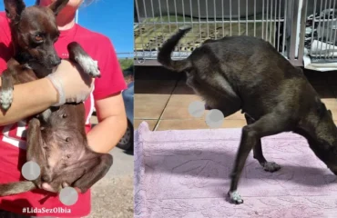giada, cagnolina coi moncherini
