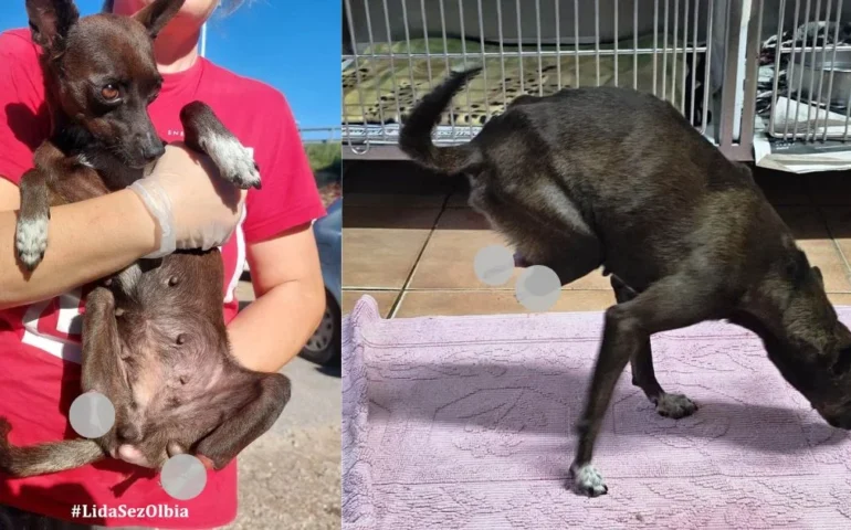 giada, cagnolina coi moncherini
