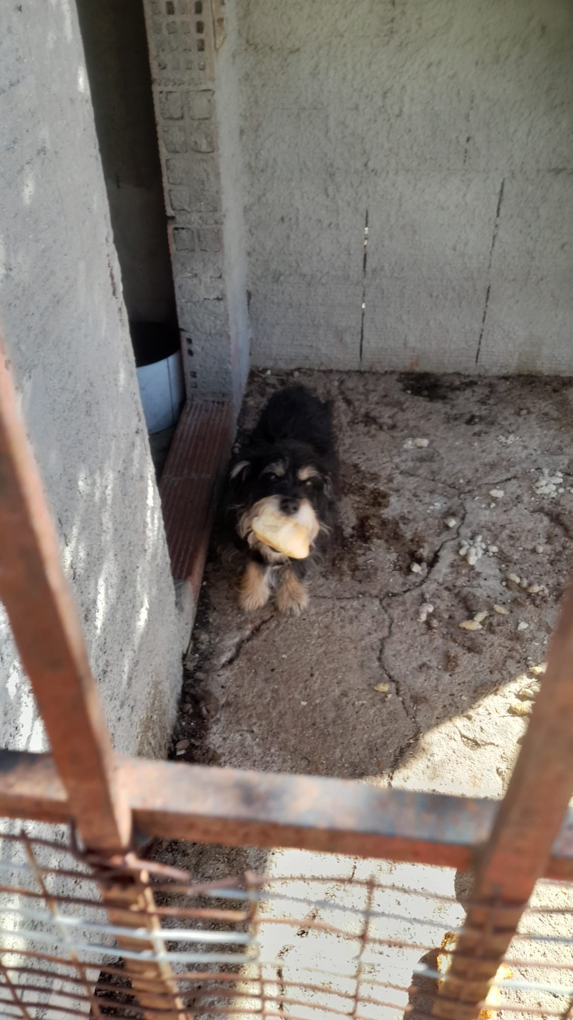 cane in cerca di casa