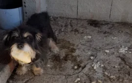 cane in cerca di casa