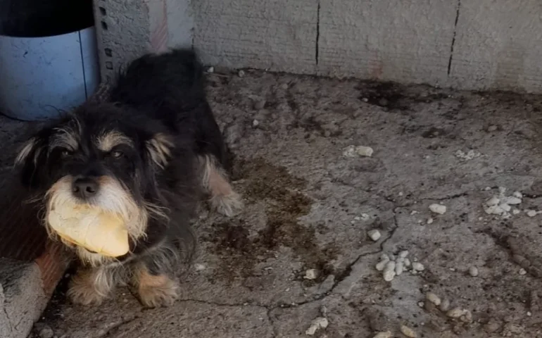 cane in cerca di casa