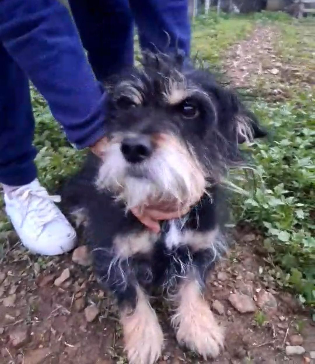 cane in cerca di casa