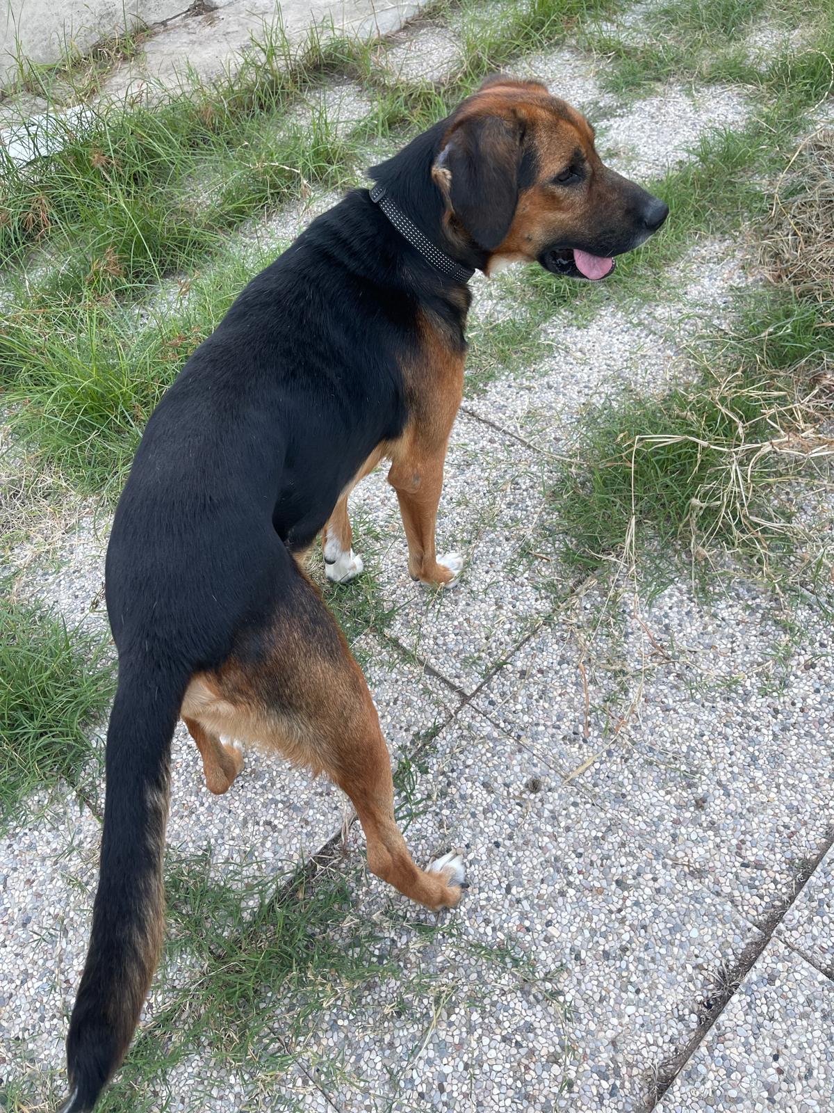 cane in cerca di casa