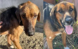 cane in cerca di casa