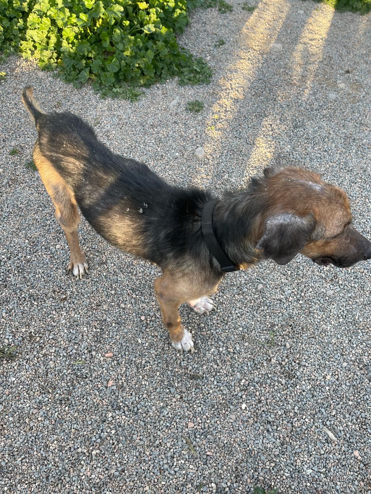 cane in cerca di casa