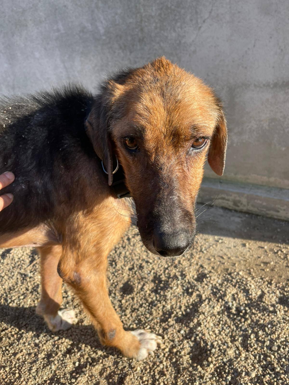 cane in cerca di casa