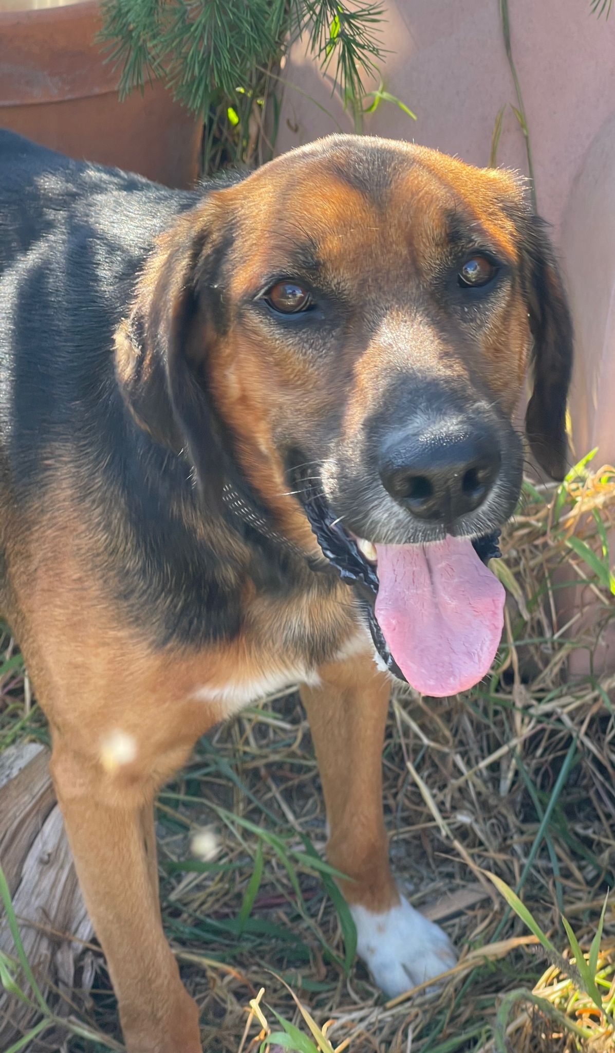 cane in cerca di casa