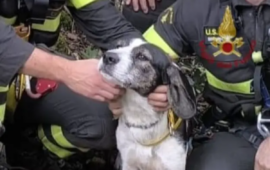 Il cane salvato a Santadi