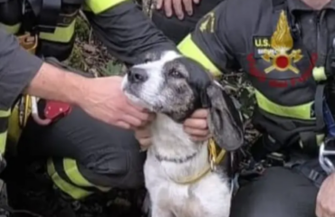 Il cane salvato a Santadi