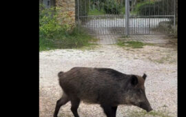 Cinghiale in giro per Sassari