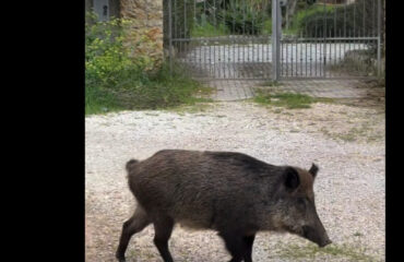 Cinghiale in giro per Sassari