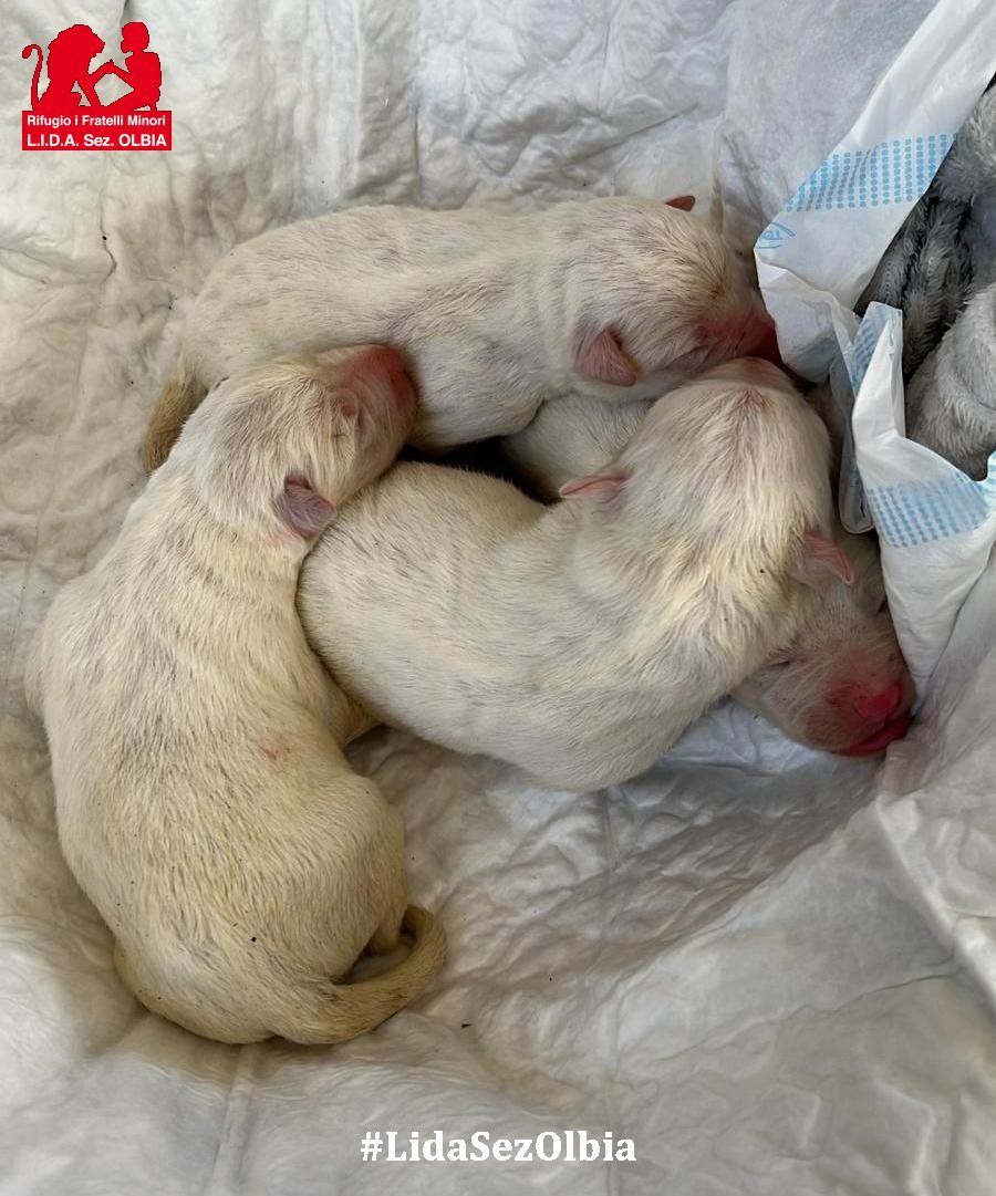 cuccioli abbandonati