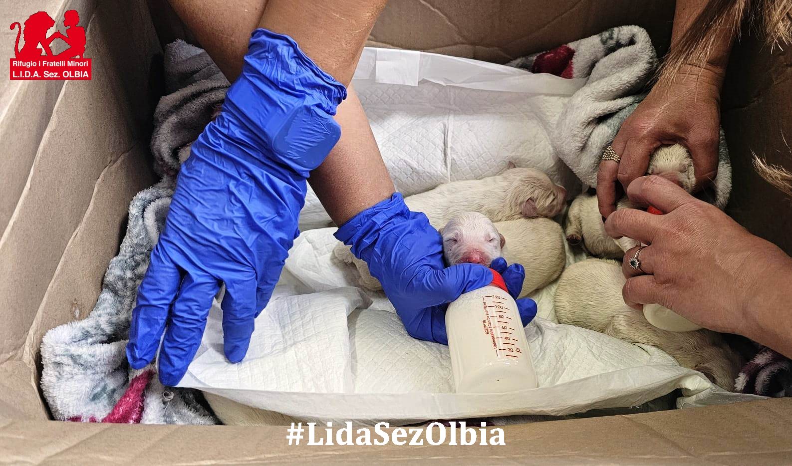 cuccioli abbandonati