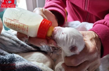 cuccioli abbandonati