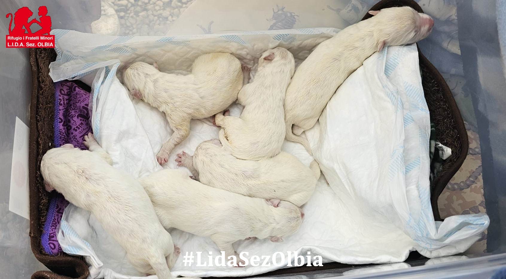 cuccioli abbandonati