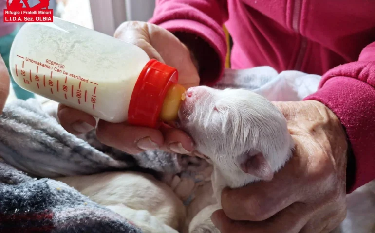 cuccioli abbandonati