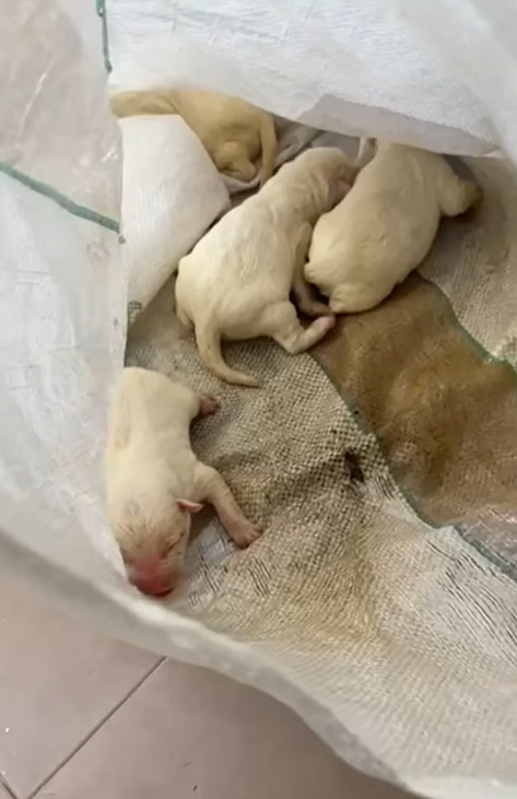 cuccioli abbandonati