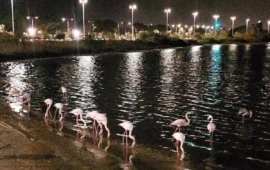 fenicotteri di notte a cagliari