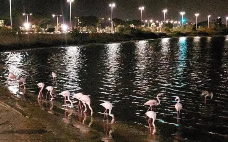fenicotteri di notte a cagliari