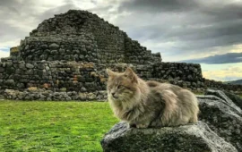 Addio a Swiffer, il gatto Re di Su Nuraxi: il “custode” di Barumini che accoglieva i visitatori