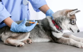 Microchip gratis per i cani: dopo tanto tempo il Comune di Cagliari riapre le prenotazioni