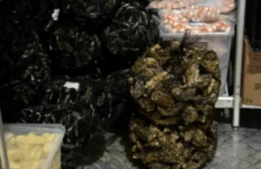 ostriche e cozze irregolari a cagliari